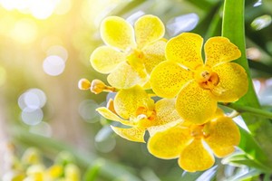 （示意圖源：互聯網） 