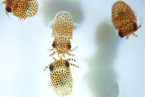 NASA 將 128 隻小魷魚送往太空