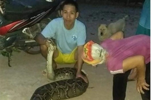 驚現巨蟒爬進村莊捕食雞羊