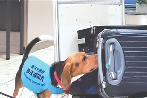 嗅探犬正在聞入境者行李箱的味道。