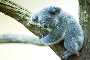 一隻考拉抱著樹枝。
