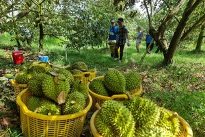 Nông dân tỉnh Tiền Giang thu hoạch sầu riêng tại vườn