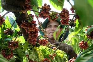 Giá cà phê trong nước tiếp tục tăng, tiến sát 124.000 đồng/kg