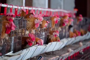 Giá trứng gà, thịt gà đều tăng
