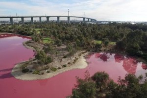 澳洲現粉紅湖泊