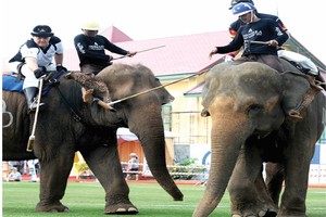 泰國舉辦「國王盃」大象馬球賽