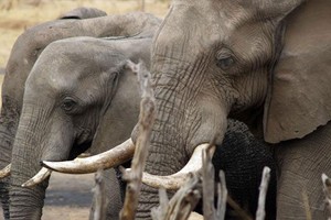 示意插圖（來源互聯網）