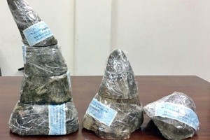 非法運輸總重量近5公斤的犀牛角被查獲。