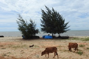 EVN申請在該省的海岸及海洋排放350萬立方米廢棄物，目的是為廣澤熱電中心項目服務。（圖片來源：SGGP）