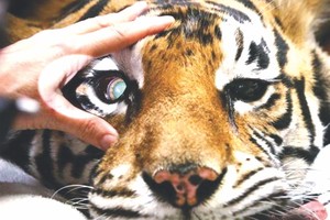 （資料圖來源：互聯網）