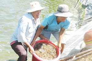 白對蝦是該省的經濟優勢。