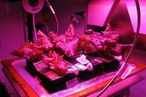 未來火星上或將花果飄香。（資料圖：互聯網）