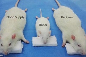 科學家在每次手術中都使用了3隻老鼠：一隻體型較小的老鼠作為“捐獻鼠”（中），另兩隻較大的老鼠分別作為“接受鼠”（右）和“血液提供鼠”（左）。（圖源：互聯網）