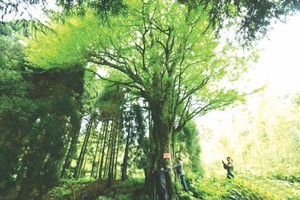 （圖片來源：互聯網）