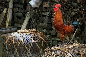 示意圖。（圖片來源：互聯網）