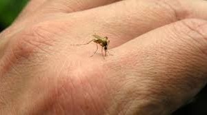 示意圖。（圖源：互聯網）