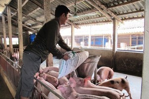 在生產、加工及經營飼料中，使用違禁劑將被嚴懲。（示意圖：互聯網）