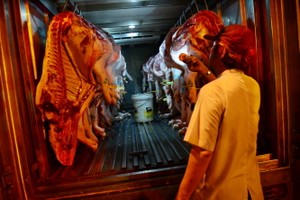 獸醫人員檢查準備運往福門集散市場的豬肉。圖源：光定