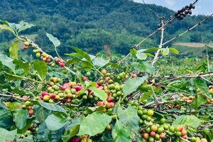 林同省的阿拉比卡咖啡。