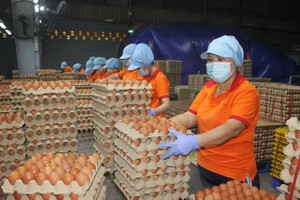 西宁省QL Vietnam Agroresources有限责任公司的鸡蛋生产。