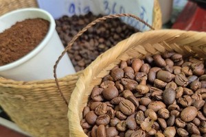 需要确保采收成熟果和过熟果的比例以保持咖啡质量。