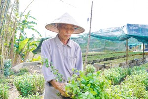 顺化市清水坊花农在洪水过后承受重大损失。