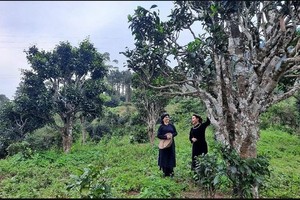 太原省12颗山雪茶树被列入“越南古树”名录。