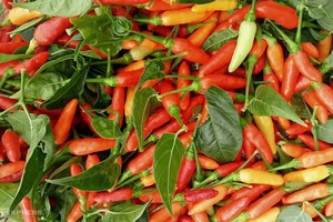 辣椒价格堪比牛肉