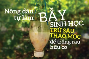 Nông dân tự làm bẫy sinh học, trừ sâu thảo mộc để trồng rau hữu cơ