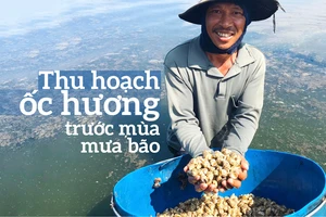 Thu hoạch ốc hương trước mùa mưa bão