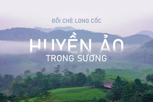 Đồi chè Long Cốc đẹp huyền ảo trong sương mờ