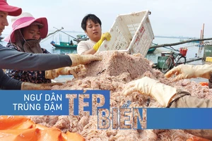 Ngư dân trúng đậm tép biển