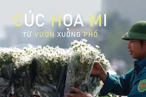 Cúc Họa mi từ vườn xuống phố