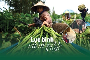 Lục bình “vươn khơi”