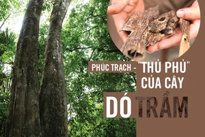 Phúc Trạch - “thủ phủ” của cây dó trầm