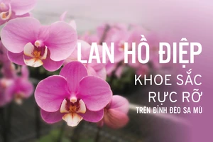 Lan hồ điệp khoe sắc rực rỡ trên đỉnh đèo Sa Mù