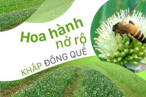 Hoa hành nở rộ khắp đồng quê