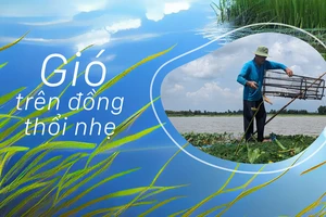 Gió trên đồng thổi nhẹ