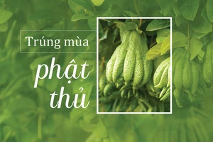 Trúng mùa phật thủ