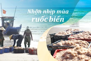 Nhộn nhịp mùa ruốc biển 