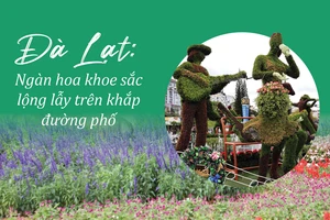 Đà Lạt: Ngàn hoa khoe sắc lộng lẫy trên khắp đường phố