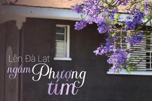 Lên Đà Lạt ngắm Phượng tím