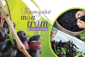 Thương nhớ mùa trâm xứ núi An Giang