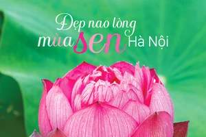 Đẹp nao lòng mùa sen Hà Nội