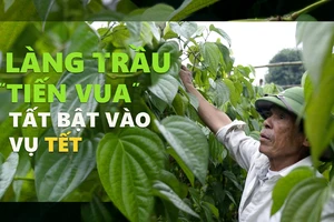 Làng trầu “tiến vua” tất bật vào vụ tết 