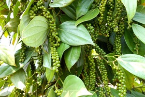 Vietnam striving to regain foothold for pepper industry
