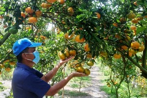 Dong Thap Province provides more than 2,500 tons of tangerines for Tet market