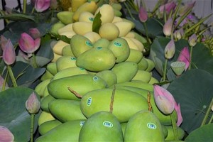Dong Thap exports first batch of mangoes to Europe in 2022