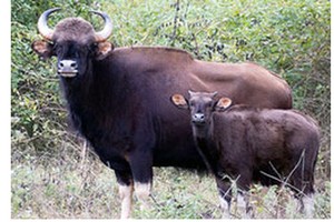 Binh Phuoc forest rangers build water reservoirs to protect gaur herds