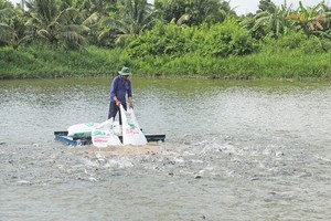 Production of pangasius fingerlings should be cautious